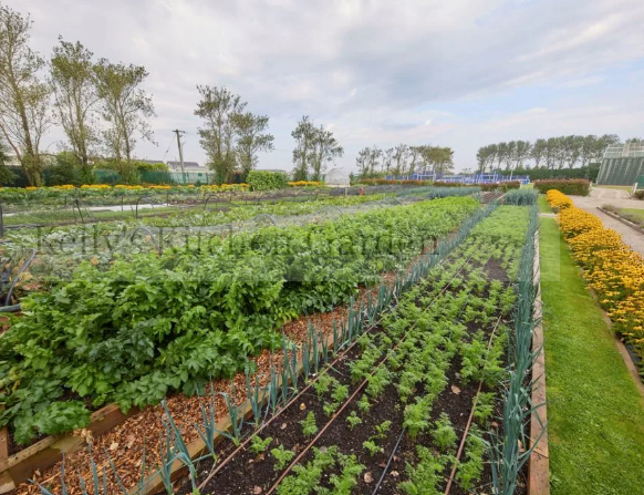 Kelly's Kitchen Garden